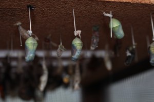 Beautiful butterfly chrysalis'.